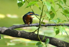 カワセミくん（♂）幼鳥　大阪／天王寺