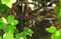 カワセミくん（大阪／茶臼山）