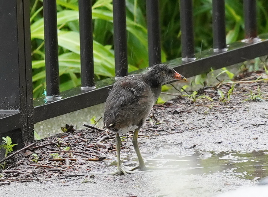 バンちゃん　上陸
