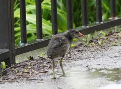 バンちゃん　上陸