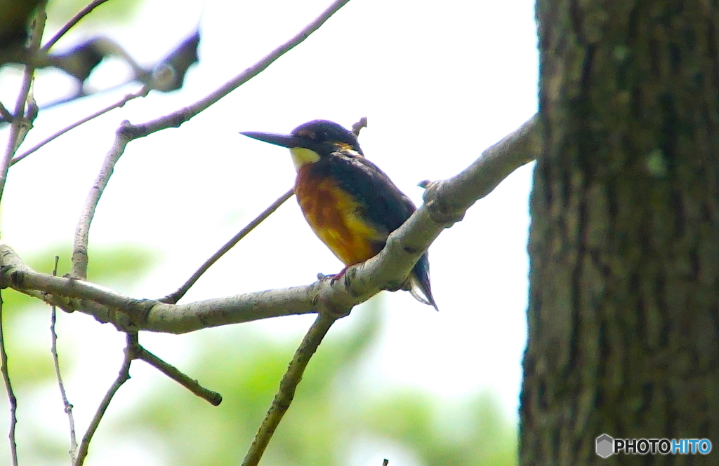 カワセミくん（大阪／千里南公園）