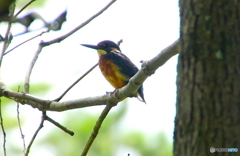 カワセミくん（大阪／千里南公園）