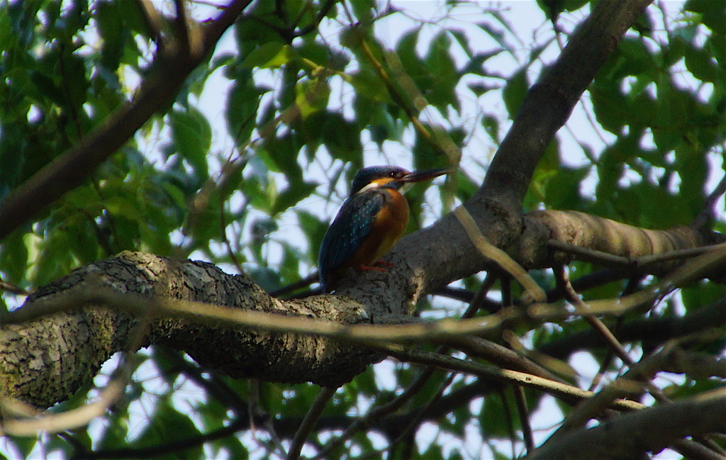 カワセミくん（大阪／吹田市）