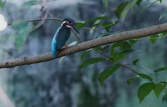 青い背中のカワセミくん（大阪／堺市）