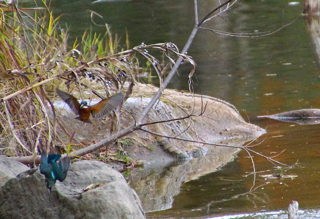 デートなうカワセミカップル