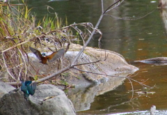 デートなうカワセミカップル