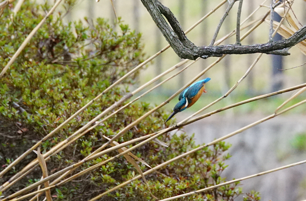 飛び込みへ一直線