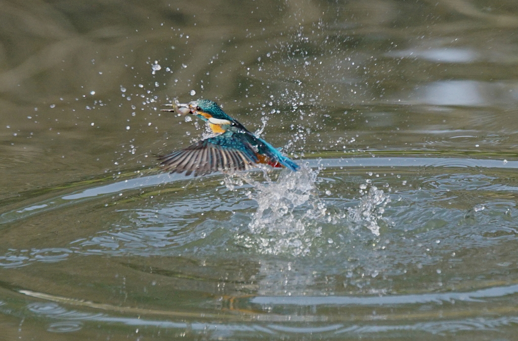 お魚ゲットなカワセミくん