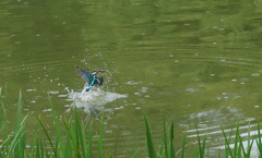 捕食なカワセミくん