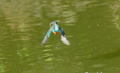 カワセミちゃん（♀）大阪／旭