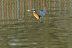 ホバリングなカワセミくん