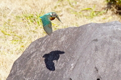 こっち見てる