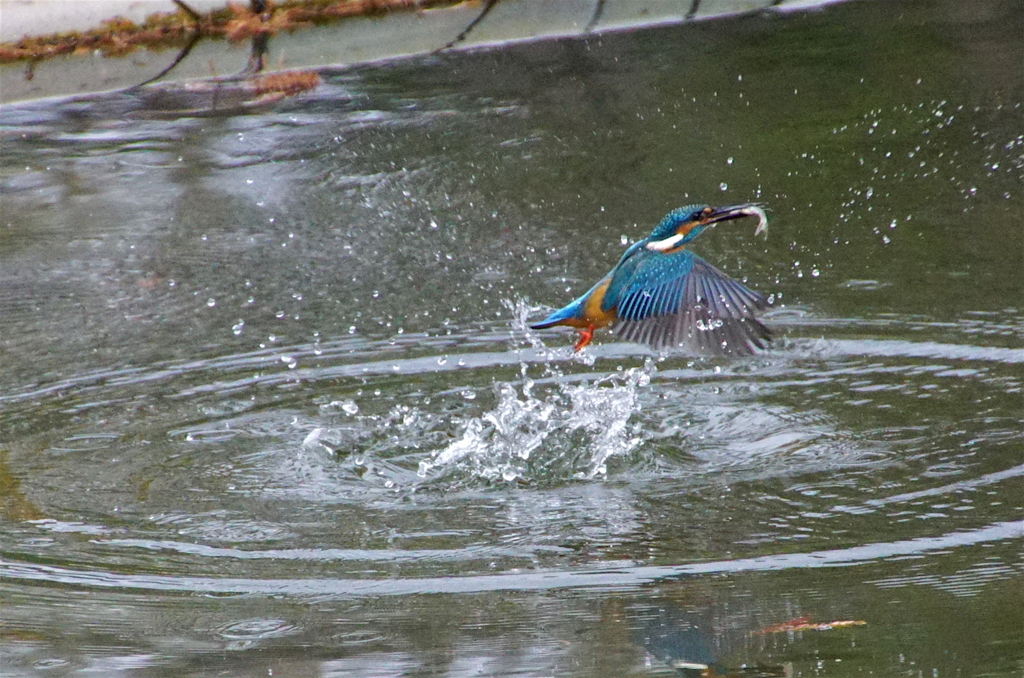 お魚ゲットなカワセミくん