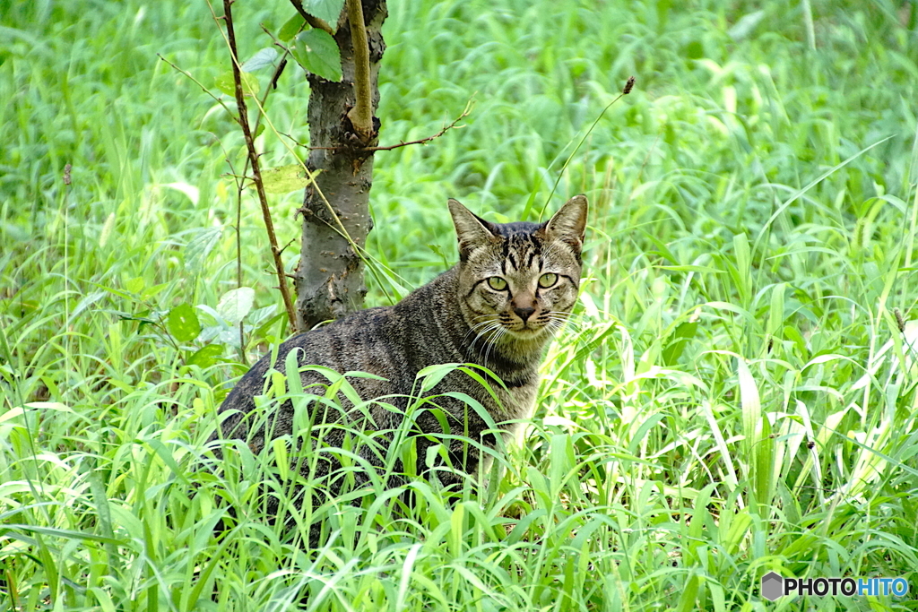 野生の猫