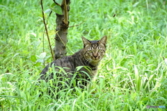 野生の猫