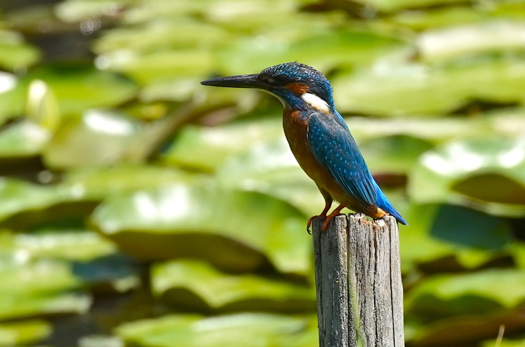 カワセミくん　大阪◇豊中千里