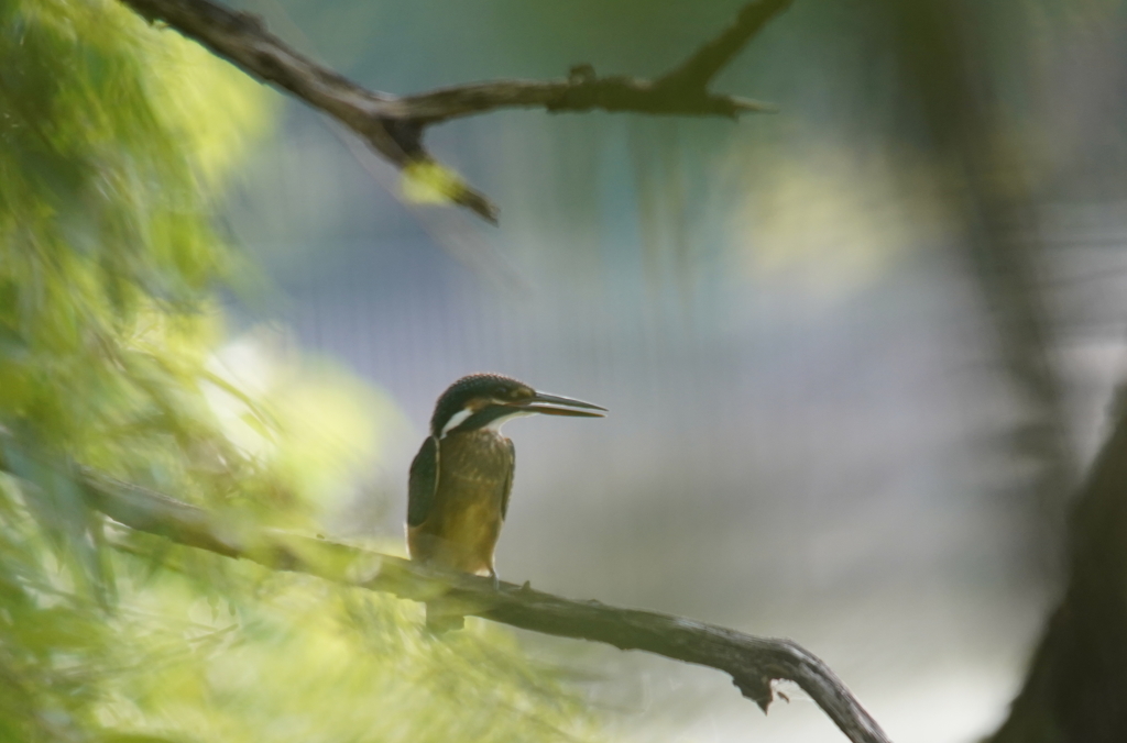 カワセミ幼鳥ちゃん　大阪◇旭区