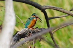 カワセミくん　♂   大阪／千里