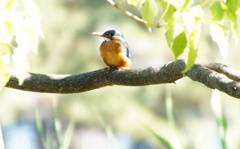 カワセミちゃん