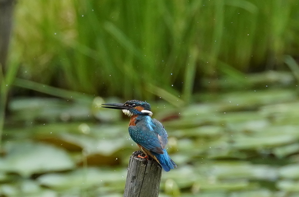 カワセミくん♂   大阪／豊中千里