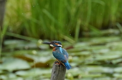 カワセミくん♂   大阪／豊中千里