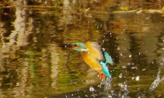 カワセミくん（大阪／旭区）