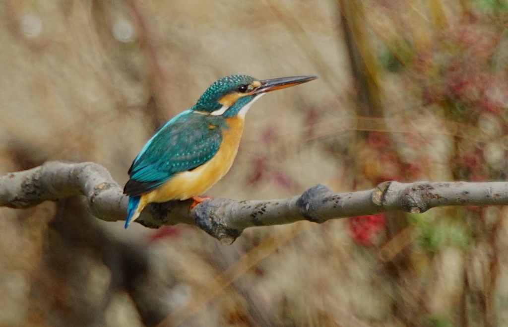 カワセミちゃん（♀）大阪