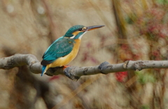 カワセミちゃん（♀）大阪