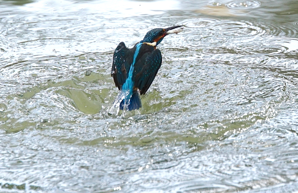 お魚ゲットなう