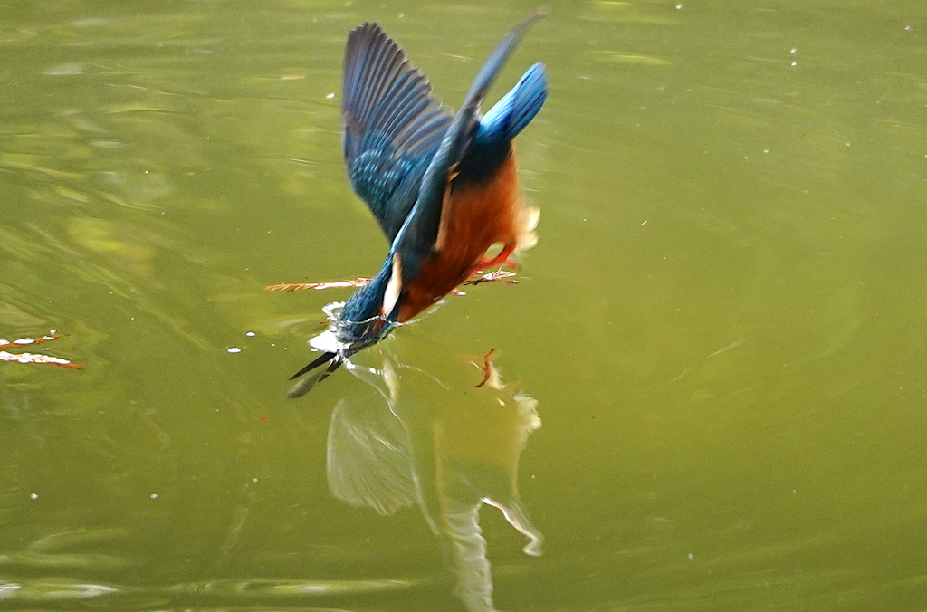 お魚キャッチ！