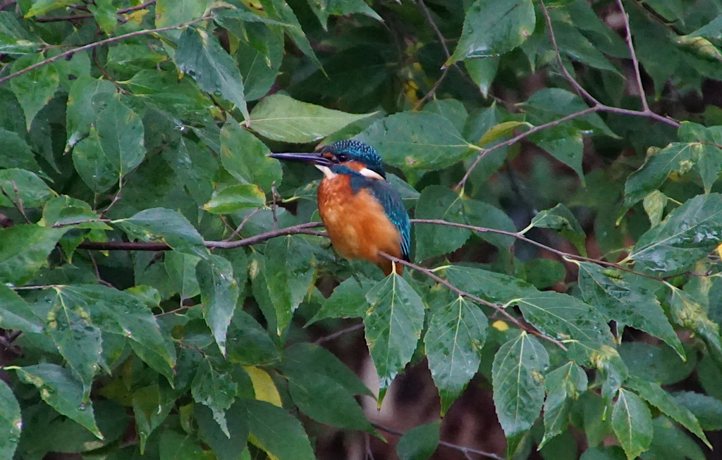 カワセミくん（大阪／天王寺）