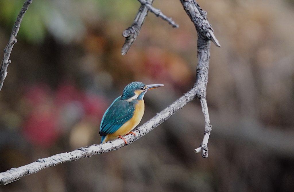 枝にカワセミちゃん（♀）大阪／旭