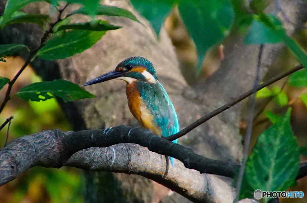 カワセミくん〜大阪茶臼山