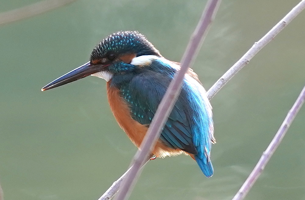 カワセミくん　　大阪／吹田千里