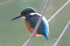 カワセミくん　　大阪／吹田千里