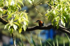 カワセミちゃん