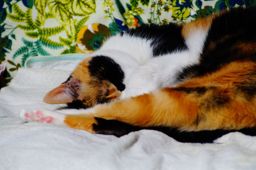 Cat has comfortably sleeping