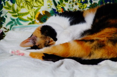 Cat has comfortably sleeping