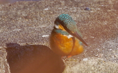 内股なカワセミちゃん（♀）大阪／天王寺