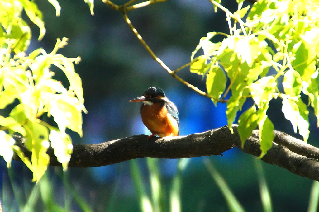 カワセミちゃん