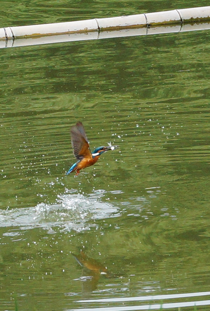 お魚ゲットなカワセミくん