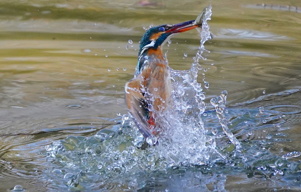 お魚ゲットなカワセミちゃん♀     大阪／吹田千里