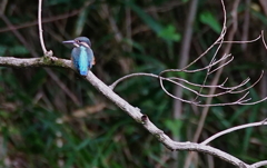 カワセミくん（大阪／千里）
