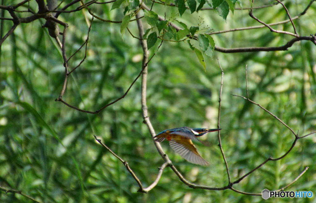 飛行なカワセミちゃん