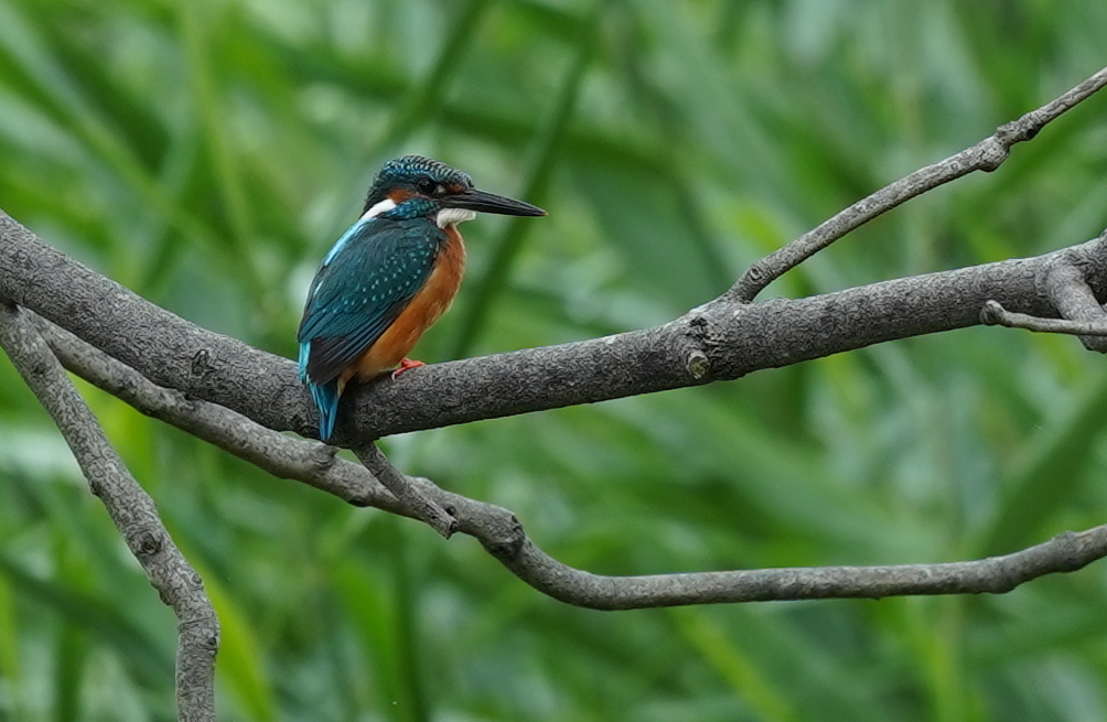 枝にカワセミくん　大阪／吹田千里