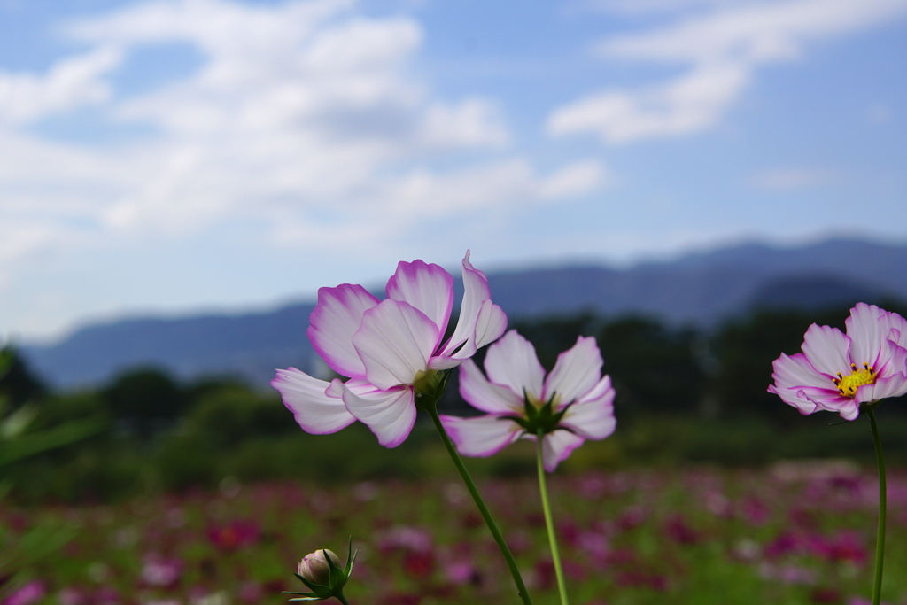 コスモス