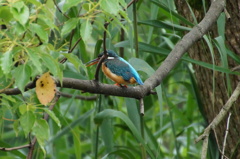 カワセミちゃん　雌