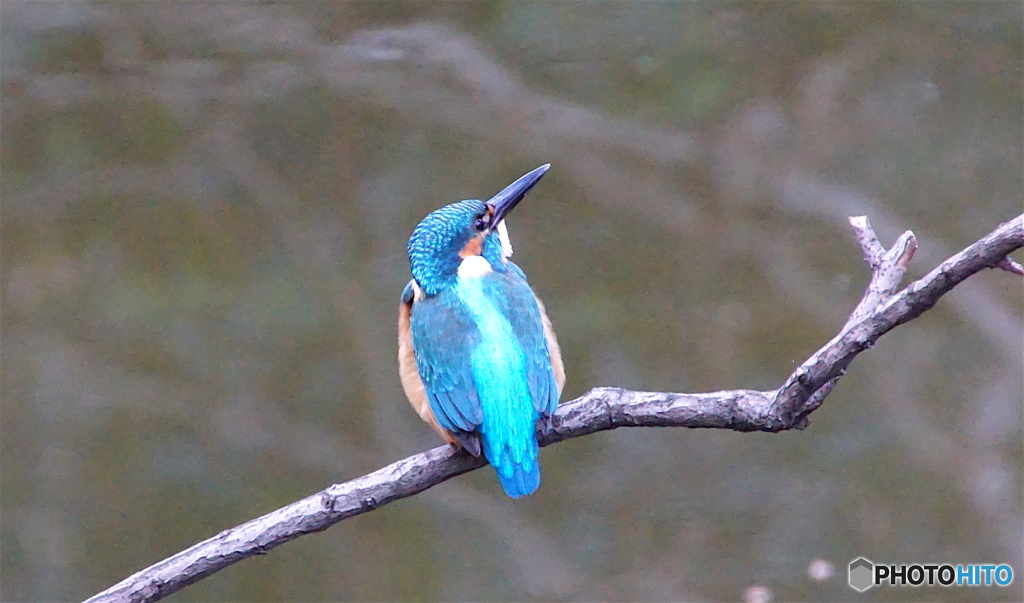 カワセミくん（大阪／堺市）
