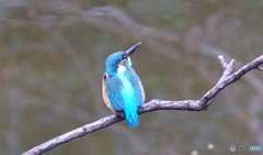 カワセミくん（大阪／堺市）
