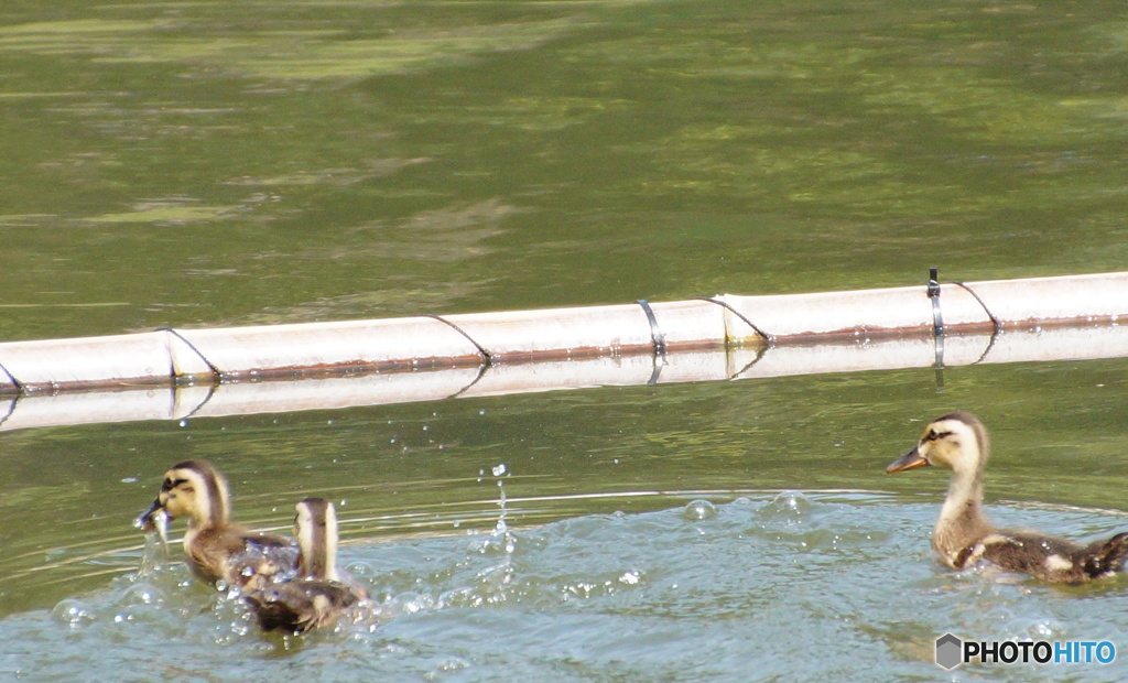 お魚ゲットを見守る親ガモ